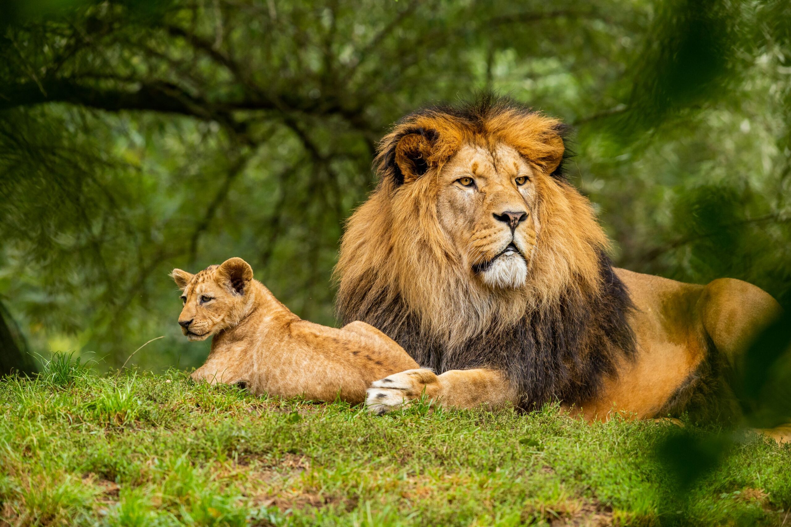 lion-with-cub