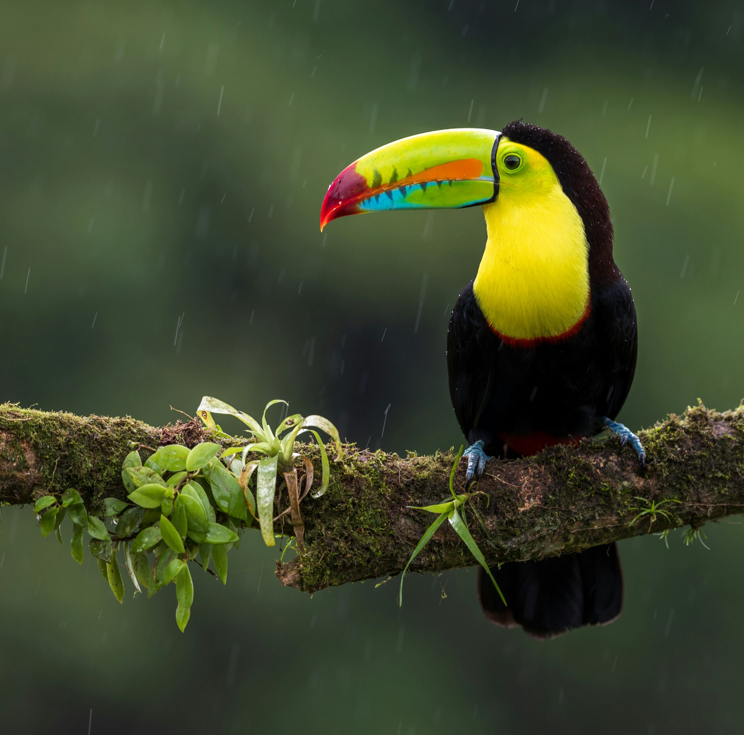 toucan
